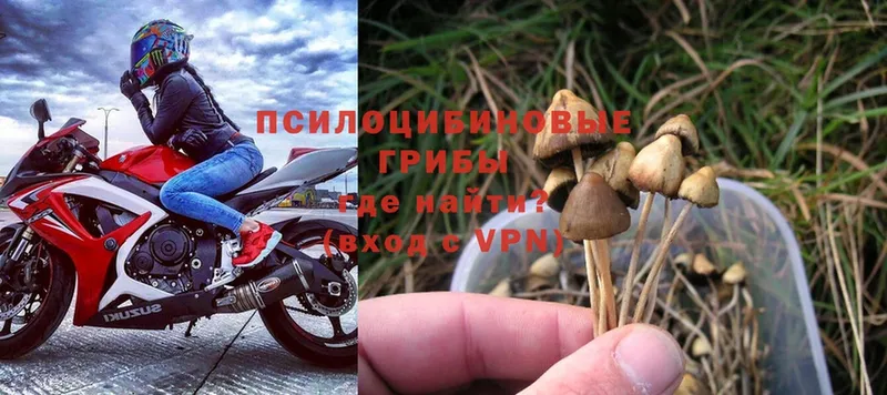 Галлюциногенные грибы Psilocybe  Новороссийск 